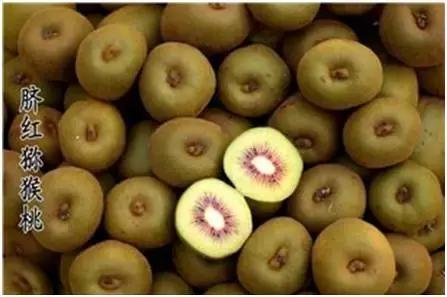 猕猴桃新品种种植前景,猕猴桃最近有什么新品种