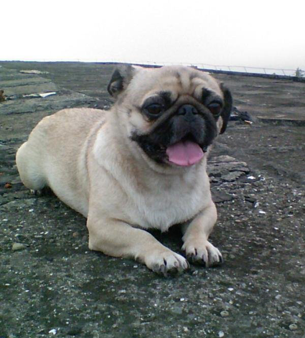 长得最好看的巴哥犬,运动能力超强的巴哥犬