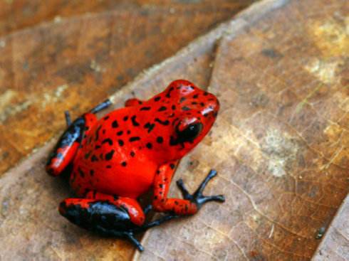 盘点各种各样的形形色色的青蛙,各种各样的青蛙