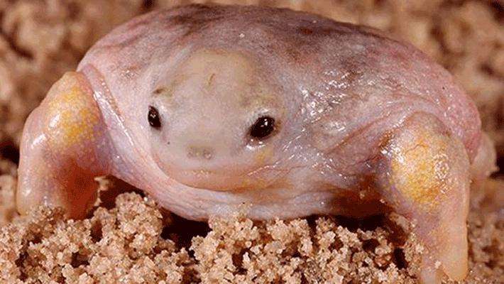 盘点各种各样的形形色色的青蛙,各种各样的青蛙