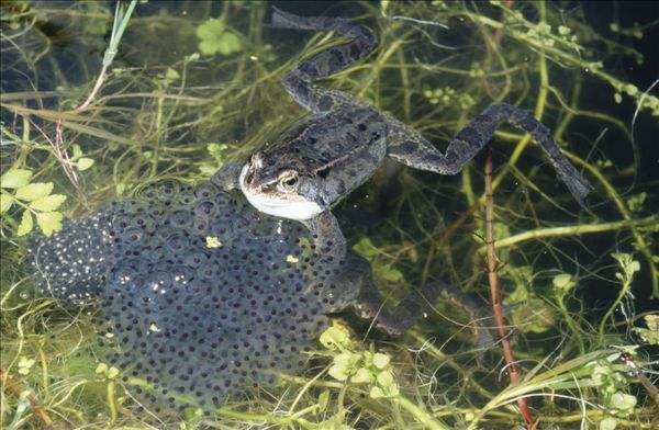 盘点各种各样的形形色色的青蛙,各种各样的青蛙