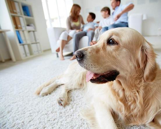 狗狗胆小怎么训练最快最简单,怎么纠正狗狗过于胆小怕车