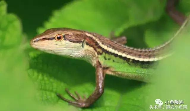 在闽南不仅有四脚蛇,还有四脚鱼,也叫“中国火龙”!