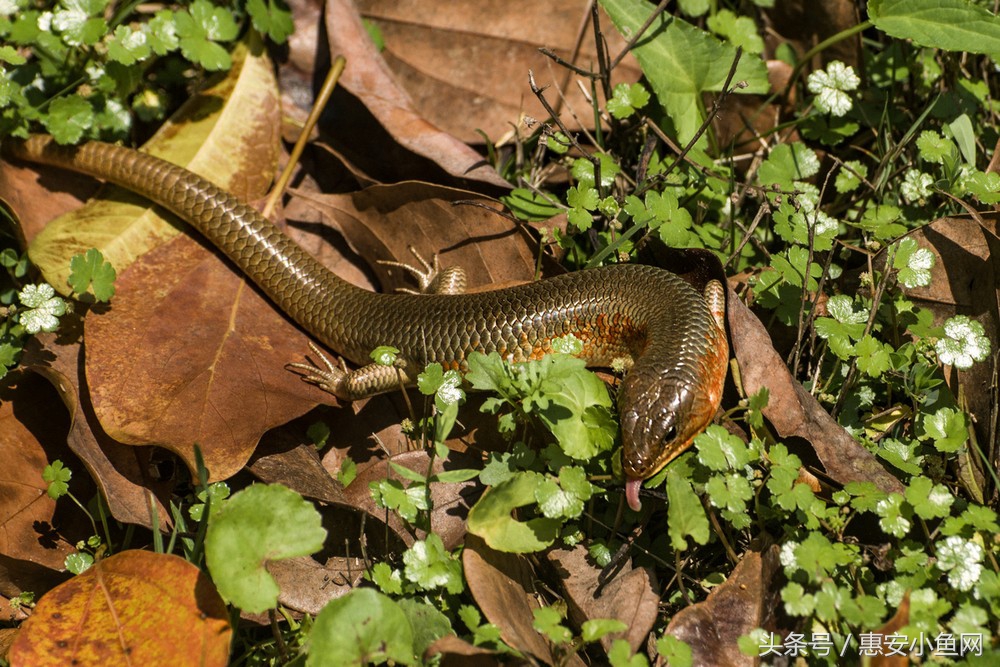 在闽南不仅有四脚蛇,还有四脚鱼,也叫“中国火龙”!