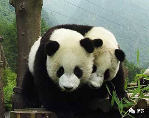 四川地震熊猫爬树躲避,汶川地震时受惊的熊猫