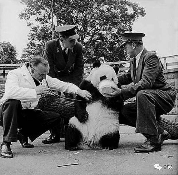 四川地震熊猫爬树躲避,汶川地震时受惊的熊猫