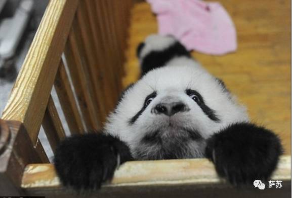 四川地震熊猫爬树躲避,汶川地震时受惊的熊猫