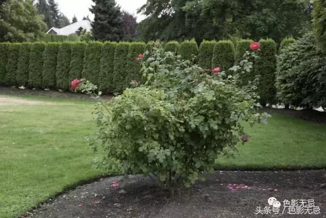 尼康d850数码单反摄影圣经,尼康d850的深度评价