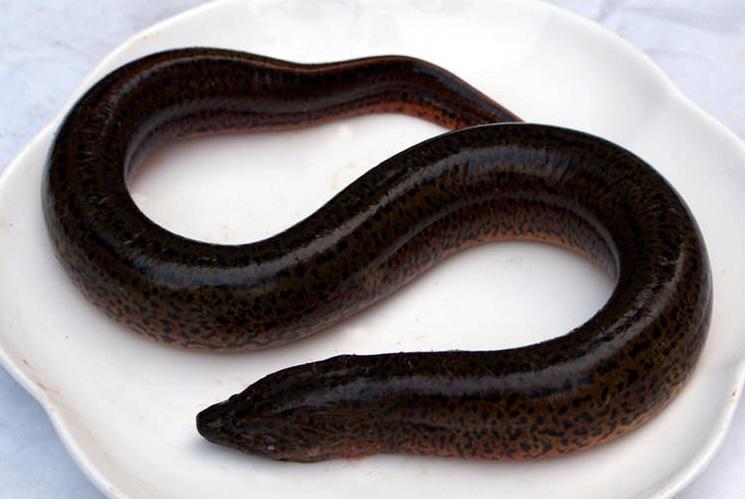 青鱼和鲢鱼的区别图片,和鳙鱼相似的鱼有哪些