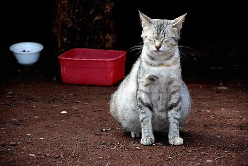猫咪怀孕期生病,猫咪怀孕期是否乱叫