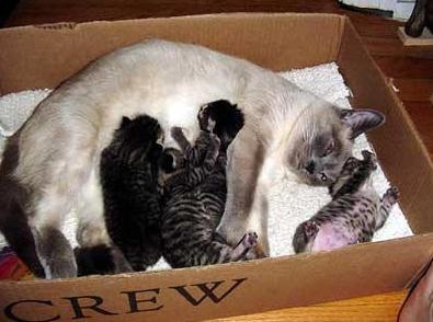 猫咪怀孕期生病,猫咪怀孕期是否乱叫