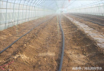 大棚草莓膜下微喷系统如何使用,草莓如何种植灌溉能提高产量?