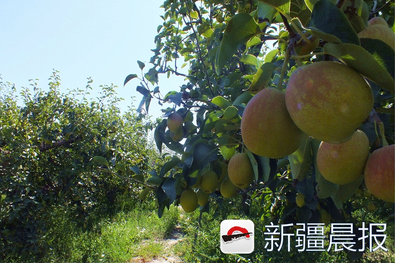 库尔勒香梨100箱,库尔勒40余万亩香梨试采摘