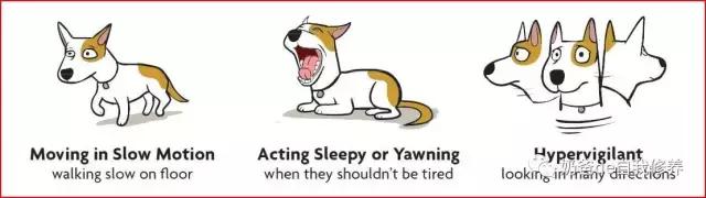 遛狗不牵绳狗害怕,遇到不戴牵引绳的狗怎么处理