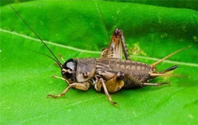 蟋蟀是怎样繁殖的,圆头蟋蟀和平头蟋蟀能繁殖吗