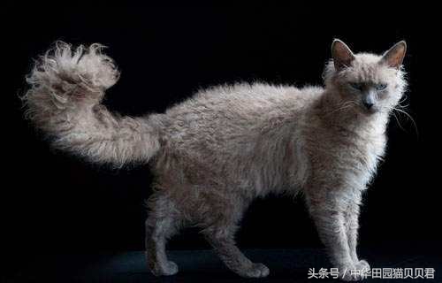 世界最贵的十大名种猫排行,福布斯猫图片