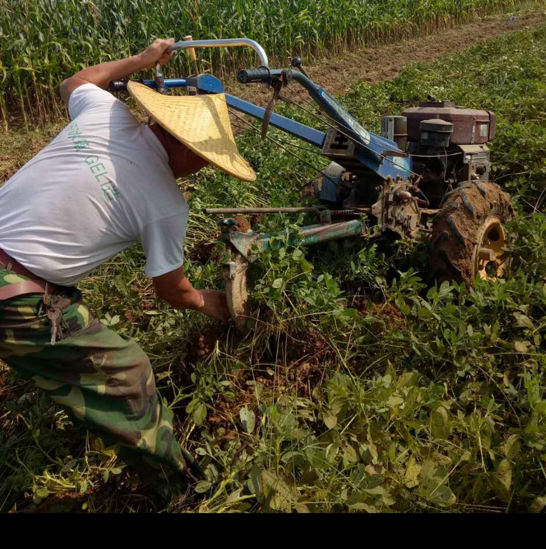 花生最新收购价格表,花生丰收后卖不出去