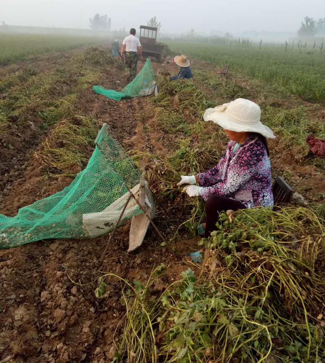 花生最新收购价格表,花生丰收后卖不出去