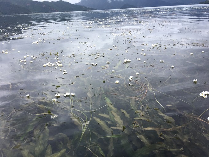 云南大理丽江六日游纯玩团直播,昆明大理丽江双飞六日游多少钱