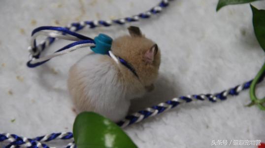 溜仓鼠有什么危害嘛,仓鼠禁忌不能触碰什么原因