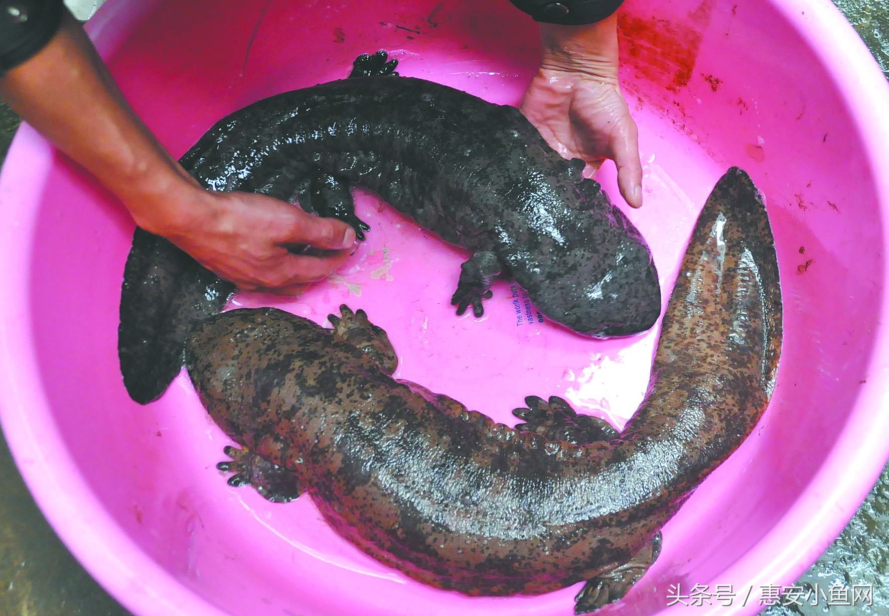 在闽南不仅有四脚蛇,还有四脚鱼,也叫“中国火龙”!