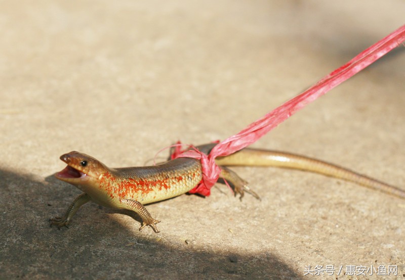 在闽南不仅有四脚蛇,还有四脚鱼,也叫“中国火龙”!