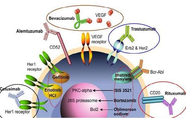 靶向治疗常见药物,新型靶向治癌药