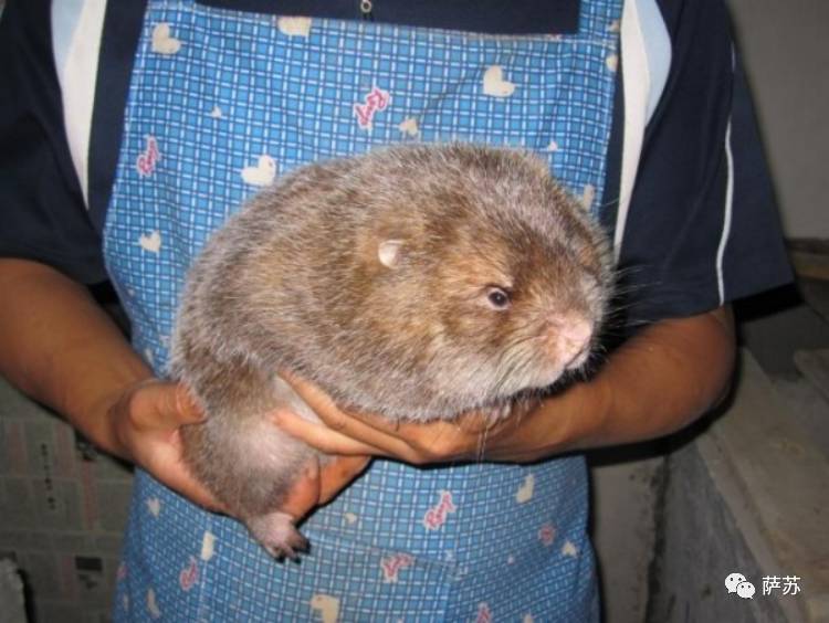 四川地震熊猫爬树躲避,汶川地震时受惊的熊猫