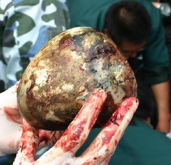 中药马宝的功效与作用,马宝功效