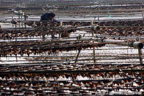 好吃又营养大自然的馈赠,好吃又营养的海鲜