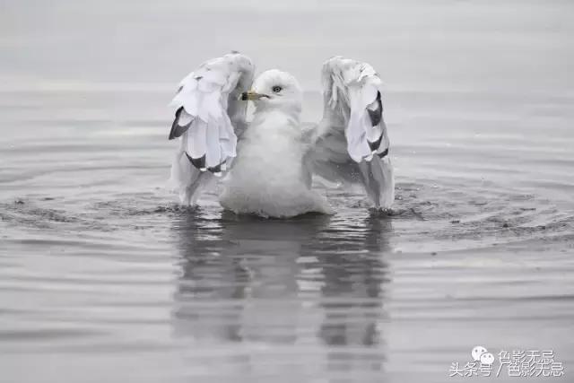 尼康d850数码单反摄影圣经,尼康d850的深度评价