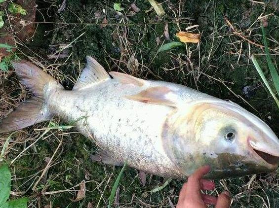 青鱼和鲢鱼的区别图片,和鳙鱼相似的鱼有哪些