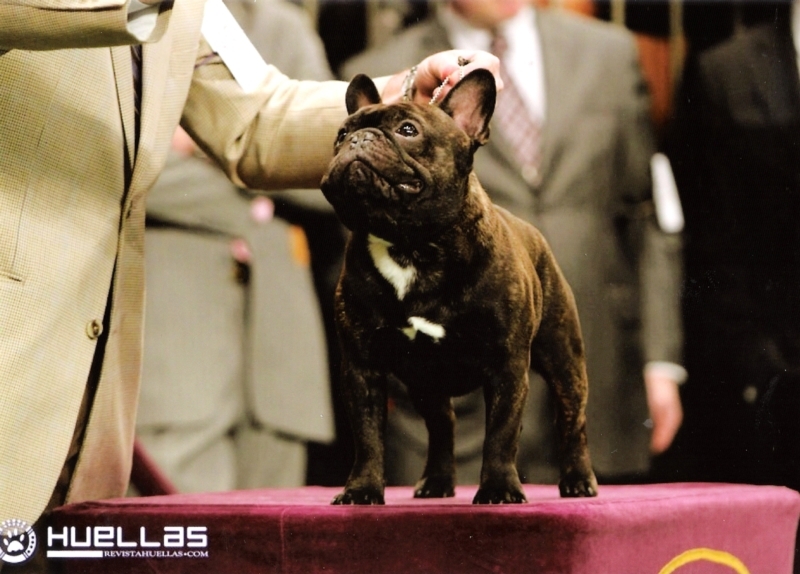 美国西敏寺犬展金毛,美国西敏寺博美犬展