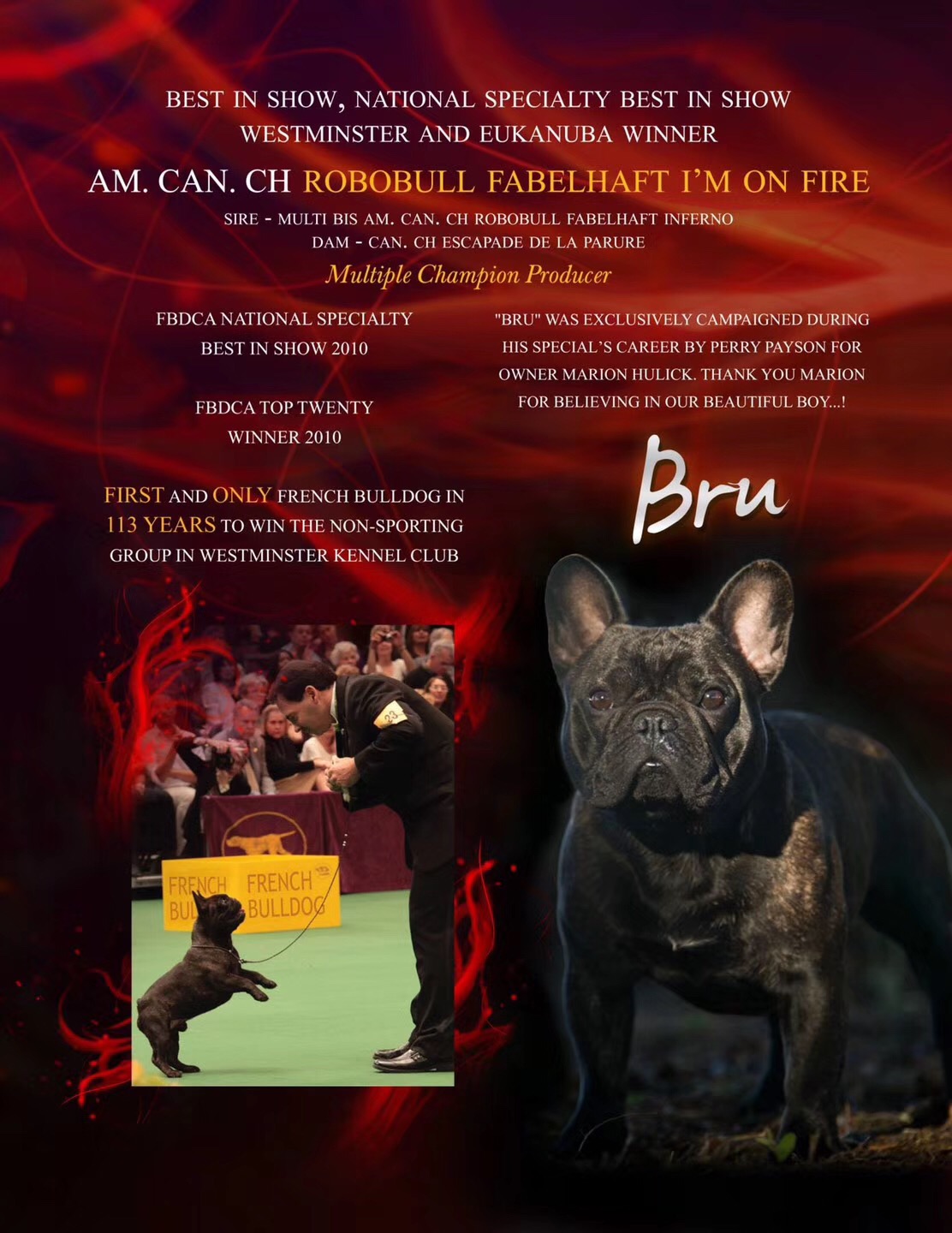 美国西敏寺犬展金毛,美国西敏寺博美犬展