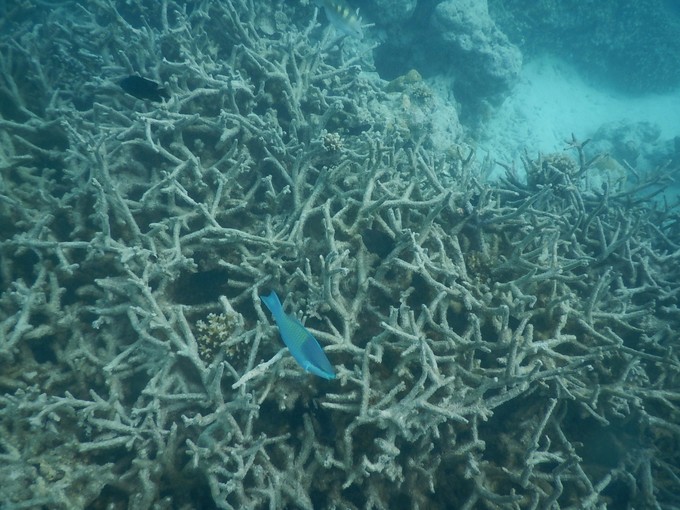 马尔代夫马富士岛浮潜,马尔代夫魔富士