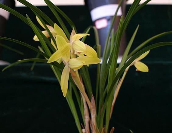 捡来的野生兰花,砍柴发现一棵兰花