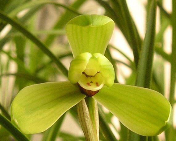 捡来的野生兰花,砍柴发现一棵兰花