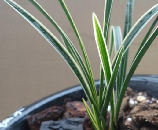 捡来的野生兰花,砍柴发现一棵兰花