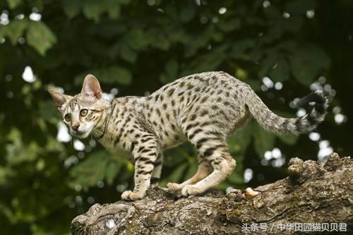 世界最贵的十大名种猫排行,福布斯猫图片