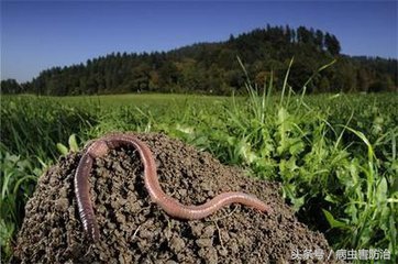 蚯蚓常见病害图解,蚯蚓常见疾病及症状