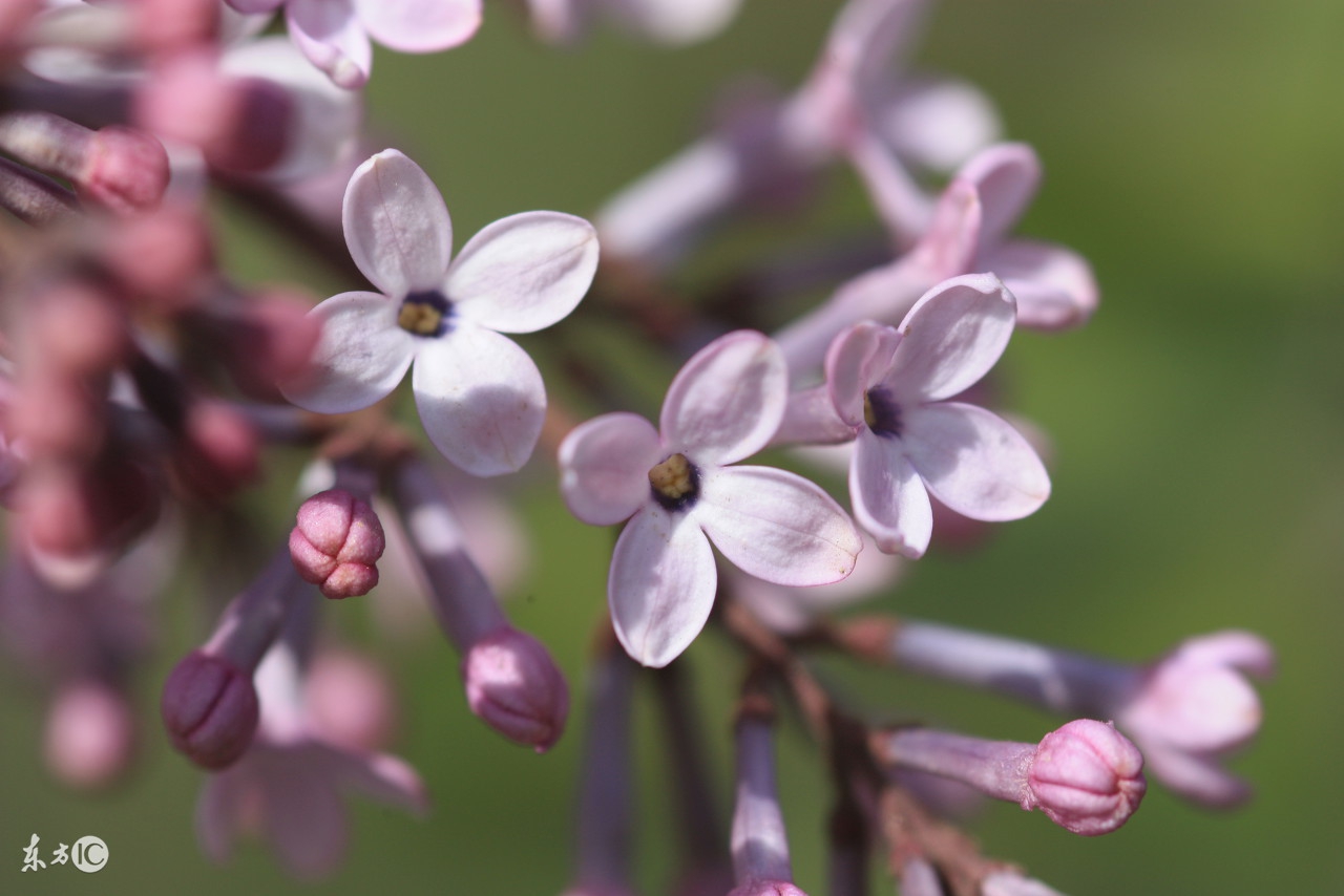 今夜的锦里，浅紫的丁香弥漫