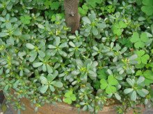湿疹最怕的三种野菜,防秋燥的中药有哪些