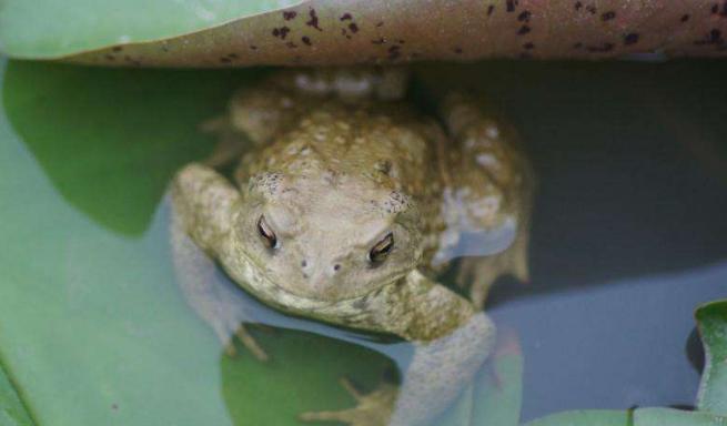 盘点各种各样的形形色色的青蛙,各种各样的青蛙