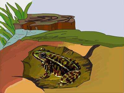 盘点各种各样的形形色色的青蛙,各种各样的青蛙