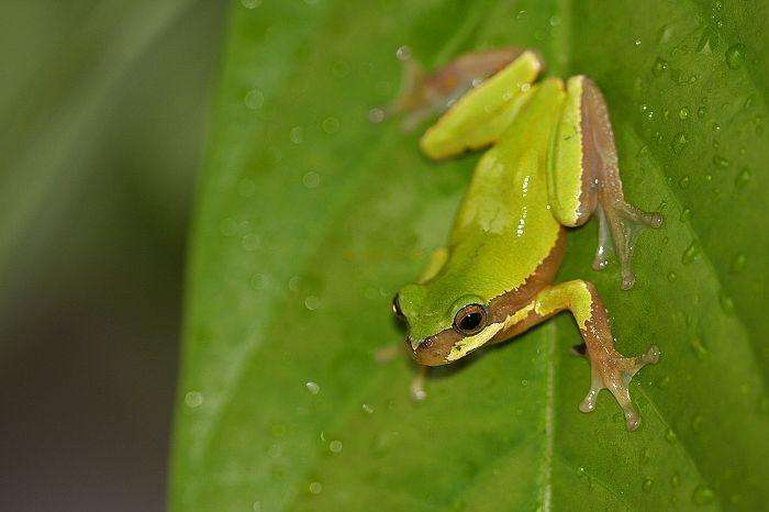 盘点各种各样的形形色色的青蛙,各种各样的青蛙