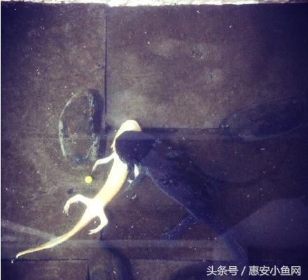 在闽南不仅有四脚蛇,还有四脚鱼,也叫“中国火龙”!