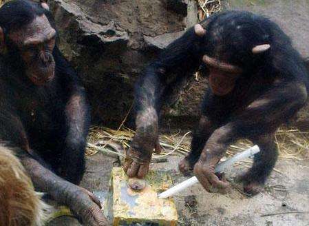 我们为什么是右撇子？这就要从200万年前找答案了！