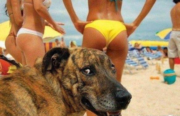 道格队长丨狗狗的行为纠正26期丨我家汪星人很色老爱做那事怎么办