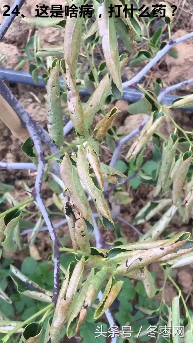 冬枣的管理问答,冬枣管理问题100期