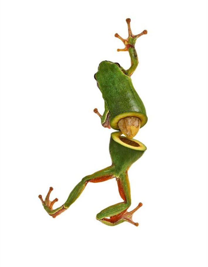 蔬果动物造型创意作品简单,灵感脑洞大开的动物创意合成